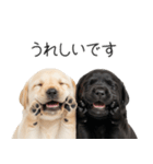 毎日使える！夏のラブラドール＆黒ラブ（個別スタンプ：5）