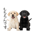 毎日使える！夏のラブラドール＆黒ラブ（個別スタンプ：6）