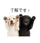 毎日使える！夏のラブラドール＆黒ラブ（個別スタンプ：7）