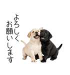 毎日使える！夏のラブラドール＆黒ラブ（個別スタンプ：8）