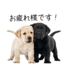 毎日使える！夏のラブラドール＆黒ラブ（個別スタンプ：9）