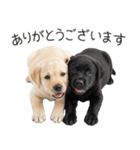 毎日使える！夏のラブラドール＆黒ラブ（個別スタンプ：10）