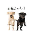 毎日使える！夏のラブラドール＆黒ラブ（個別スタンプ：14）