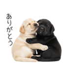 毎日使える！夏のラブラドール＆黒ラブ（個別スタンプ：17）