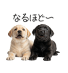 毎日使える！夏のラブラドール＆黒ラブ（個別スタンプ：18）