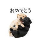 毎日使える！夏のラブラドール＆黒ラブ（個別スタンプ：19）