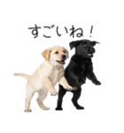毎日使える！夏のラブラドール＆黒ラブ（個別スタンプ：20）
