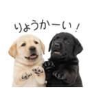 毎日使える！夏のラブラドール＆黒ラブ（個別スタンプ：21）