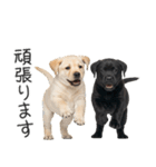 毎日使える！夏のラブラドール＆黒ラブ（個別スタンプ：22）