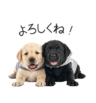 毎日使える！夏のラブラドール＆黒ラブ（個別スタンプ：23）