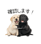毎日使える！夏のラブラドール＆黒ラブ（個別スタンプ：25）