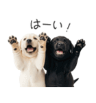 毎日使える！夏のラブラドール＆黒ラブ（個別スタンプ：26）