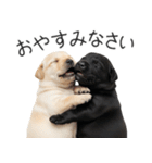 毎日使える！夏のラブラドール＆黒ラブ（個別スタンプ：28）