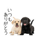 毎日使える！夏のラブラドール＆黒ラブ（個別スタンプ：29）