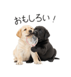 毎日使える！夏のラブラドール＆黒ラブ（個別スタンプ：30）