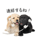 毎日使える！夏のラブラドール＆黒ラブ（個別スタンプ：34）