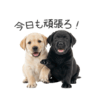 毎日使える！夏のラブラドール＆黒ラブ（個別スタンプ：36）