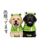 毎日使える！夏のラブラドール＆黒ラブ（個別スタンプ：37）