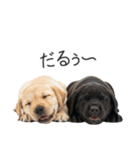 毎日使える！夏のラブラドール＆黒ラブ（個別スタンプ：38）