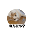 もんtheスタンプ（個別スタンプ：4）