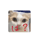 もんtheスタンプ（個別スタンプ：7）