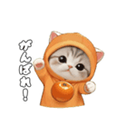 動く！スコティッシュ猫 可愛い みかんネコ（個別スタンプ：12）