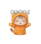 動く！スコティッシュ猫 可愛い みかんネコ（個別スタンプ：14）