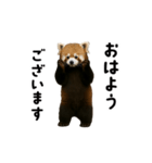 動く！レッサーパンダ（個別スタンプ：1）