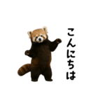 動く！レッサーパンダ（個別スタンプ：2）