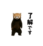 動く！レッサーパンダ（個別スタンプ：3）