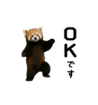 動く！レッサーパンダ（個別スタンプ：4）
