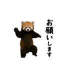 動く！レッサーパンダ（個別スタンプ：5）