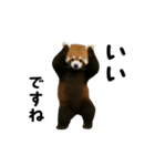 動く！レッサーパンダ（個別スタンプ：6）
