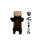 動く！レッサーパンダ（個別スタンプ：9）