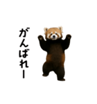 動く！レッサーパンダ（個別スタンプ：10）