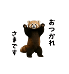 動く！レッサーパンダ（個別スタンプ：13）