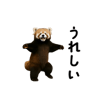 動く！レッサーパンダ（個別スタンプ：14）