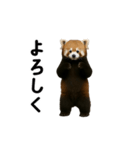 動く！レッサーパンダ（個別スタンプ：15）