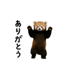 動く！レッサーパンダ（個別スタンプ：16）