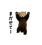 動く！レッサーパンダ（個別スタンプ：18）