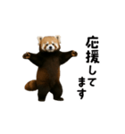 動く！レッサーパンダ（個別スタンプ：20）