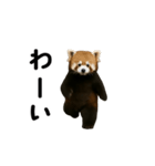 動く！レッサーパンダ（個別スタンプ：21）