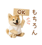 ポジティブな癒ししばいぬ（個別スタンプ：1）