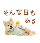 ポジティブな癒ししばいぬ（個別スタンプ：13）