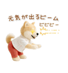 ポジティブな癒ししばいぬ（個別スタンプ：16）