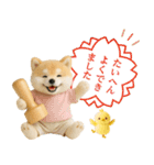 ポジティブな癒ししばいぬ（個別スタンプ：21）