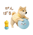 ポジティブな癒ししばいぬ（個別スタンプ：25）