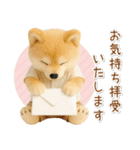 ポジティブな癒ししばいぬ（個別スタンプ：36）