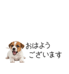 ジャックラッセルの横長スタンプ（個別スタンプ：1）