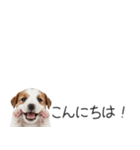 ジャックラッセルの横長スタンプ（個別スタンプ：2）